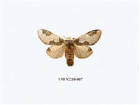 藏品(白斑舟蛾)的圖片